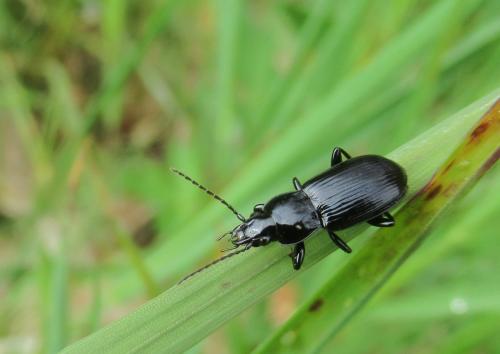 Réf. 202 575 : Pterostichus anthracinus